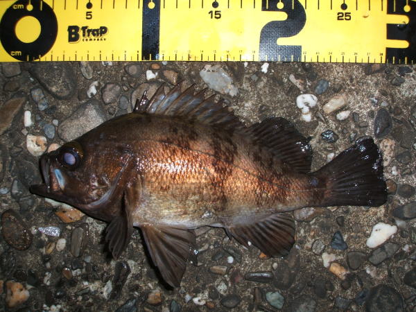 ���o���Q�X����