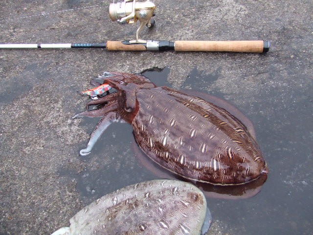 �����S�E�C�J�P�D�W�T����