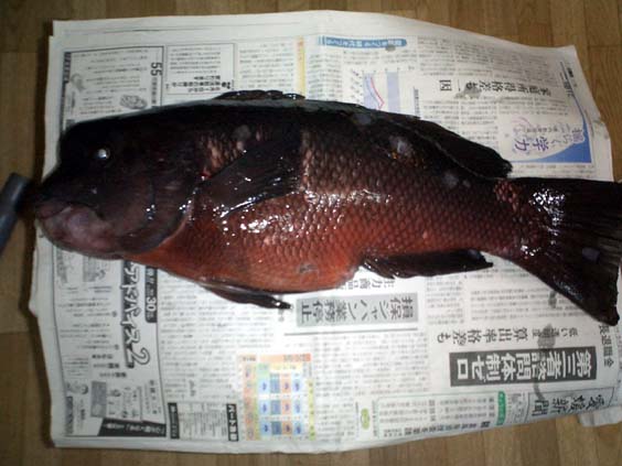 �R�u�_�C�T�T����