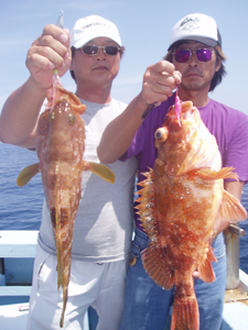 ウッカリカサゴ58cm