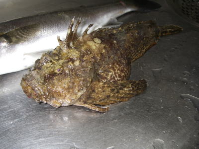 �I�j�I�R�[�R�Q����