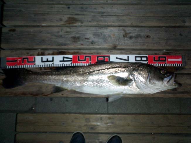 �V�[�o�X�X�V����