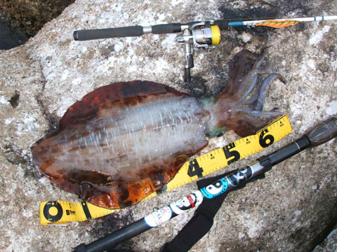 �A�I���C�J�R�Q�T�O��