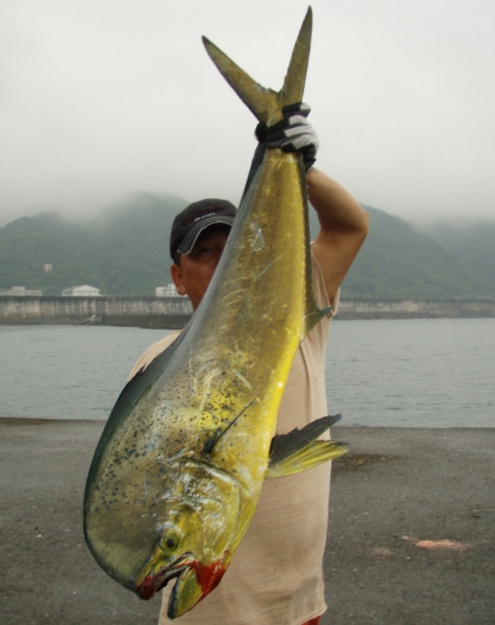 �V�C���P�Q�O����