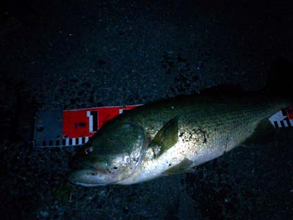 �u���b�N�o�X�T�O����