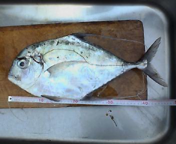 �C�g�q�L�A�W�S�V����