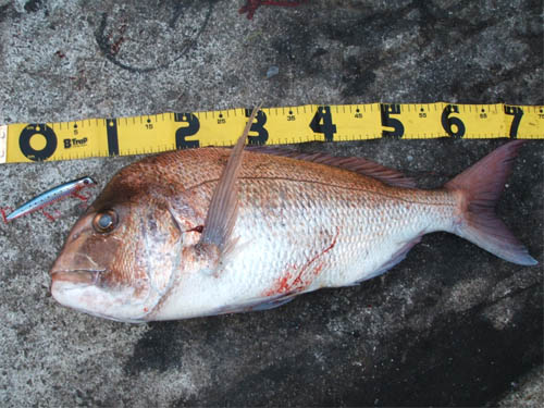 �A���_�C�V�P�D�T����