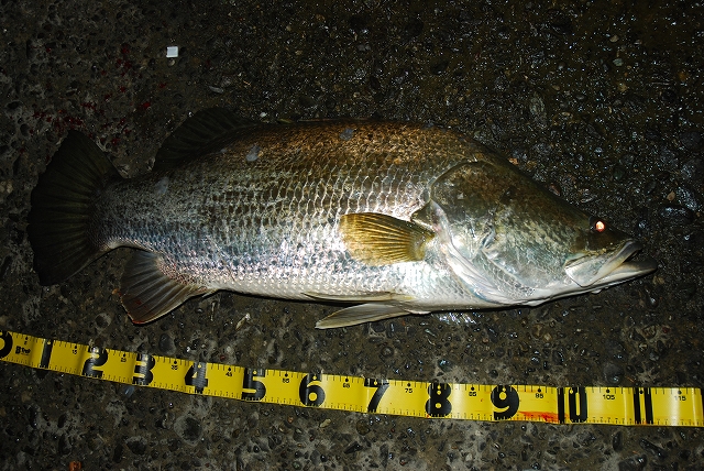 �A�J���P�O�V����