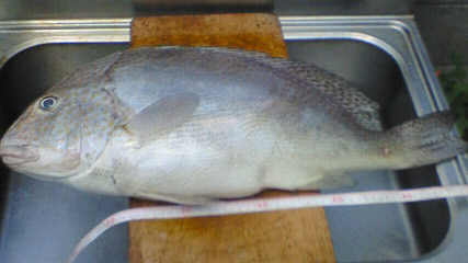 �R���_�C�V�Q����