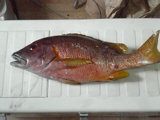 �t�G�_�C�T�T����