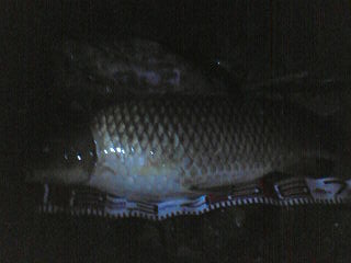 �R�C�W�O����