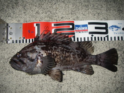 �N���\�C�R�R����