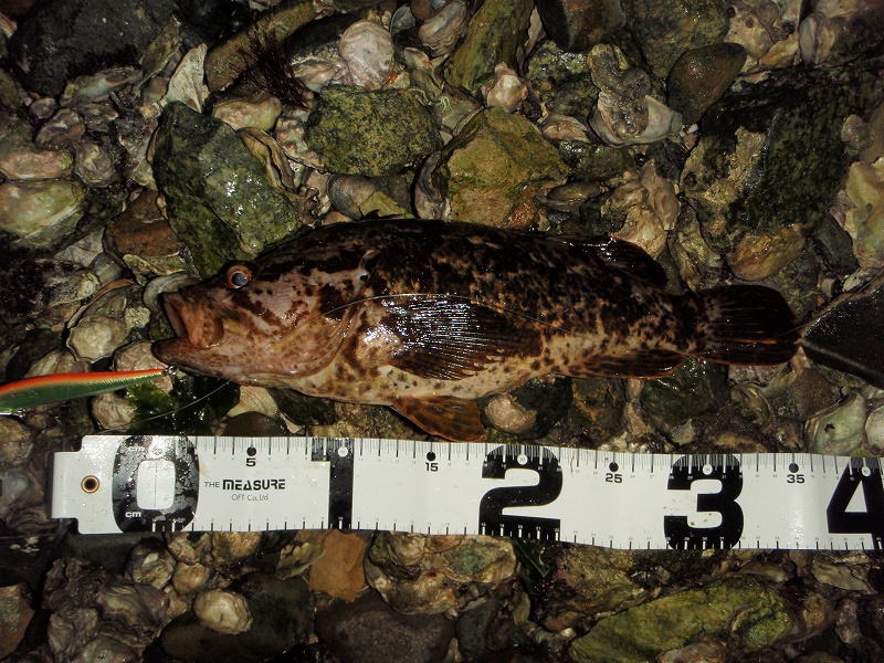 �^�P�m�R���o���R�T����