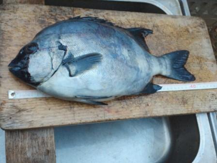 イシダイ42cm