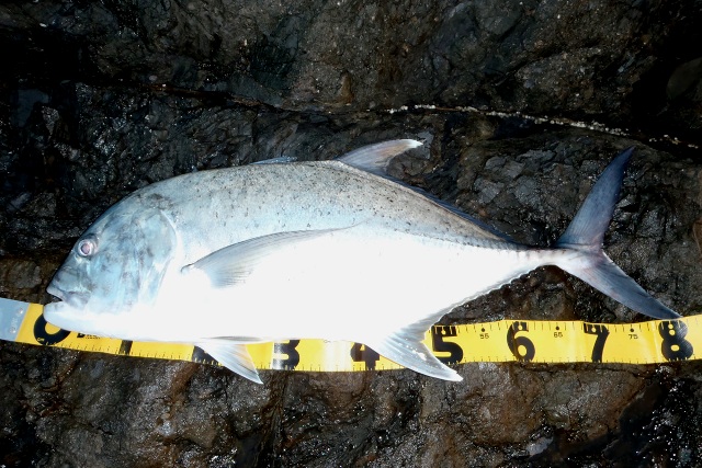 ���E�j���A�W�W�Q����