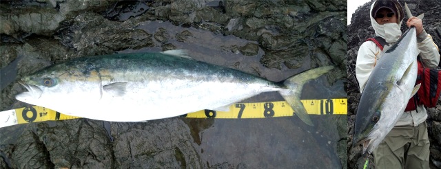 �u���P�O�Q����