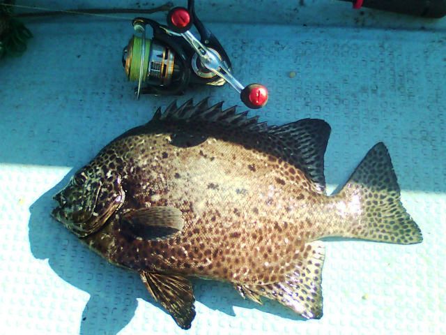 イシガキダイ36cm