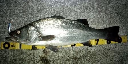 �q���X�Y�L�X�O����