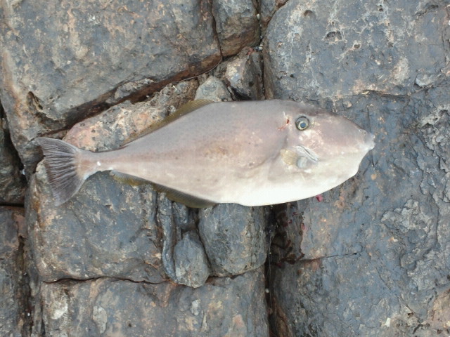 �E�X�o�n�M�T�P����