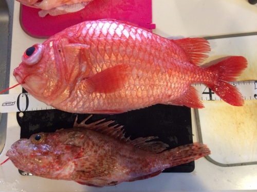 �G�r�X�_�C�S�X����