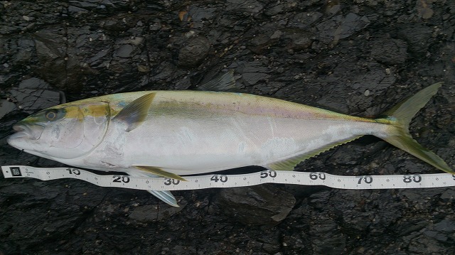 �q���}�T�X�O����