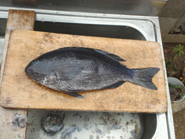 �O���S�T����