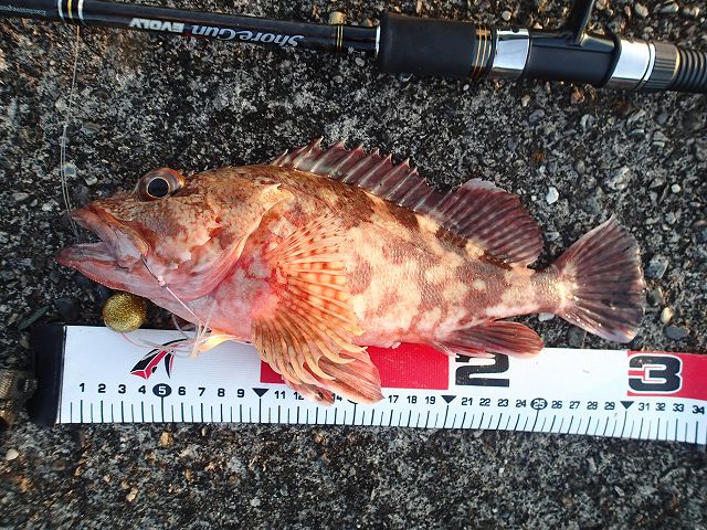 �K�V���R�P����