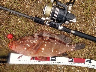 �V���A�̕�