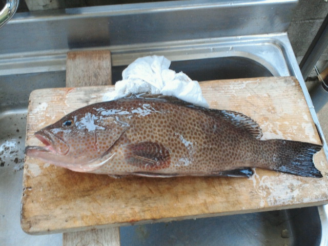 オオモンハタ52cm