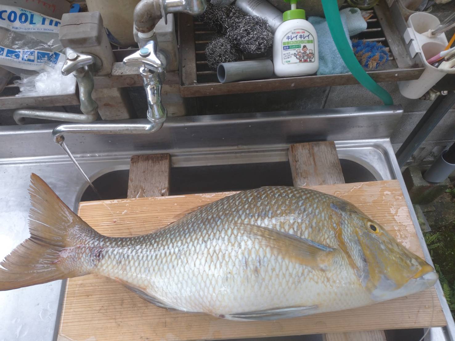 �n�}�t�G�t�L80cm