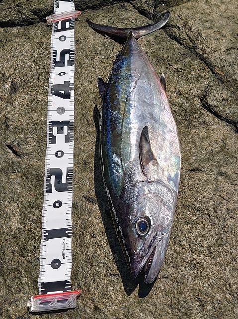 �C�\�}�O��