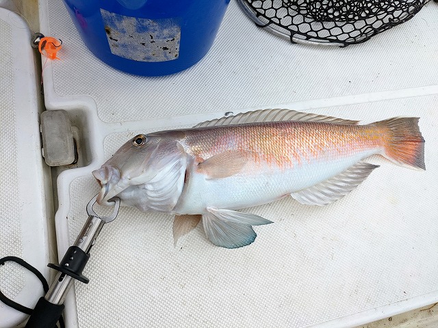 シロアマダイ51cm